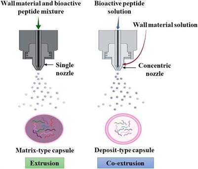Exploring the impact of encapsulation on the stability and bioactivity of peptides extracted from botanical sources: trends and opportunities